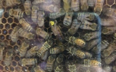 Le monde des abeilles présenté aux collégiens